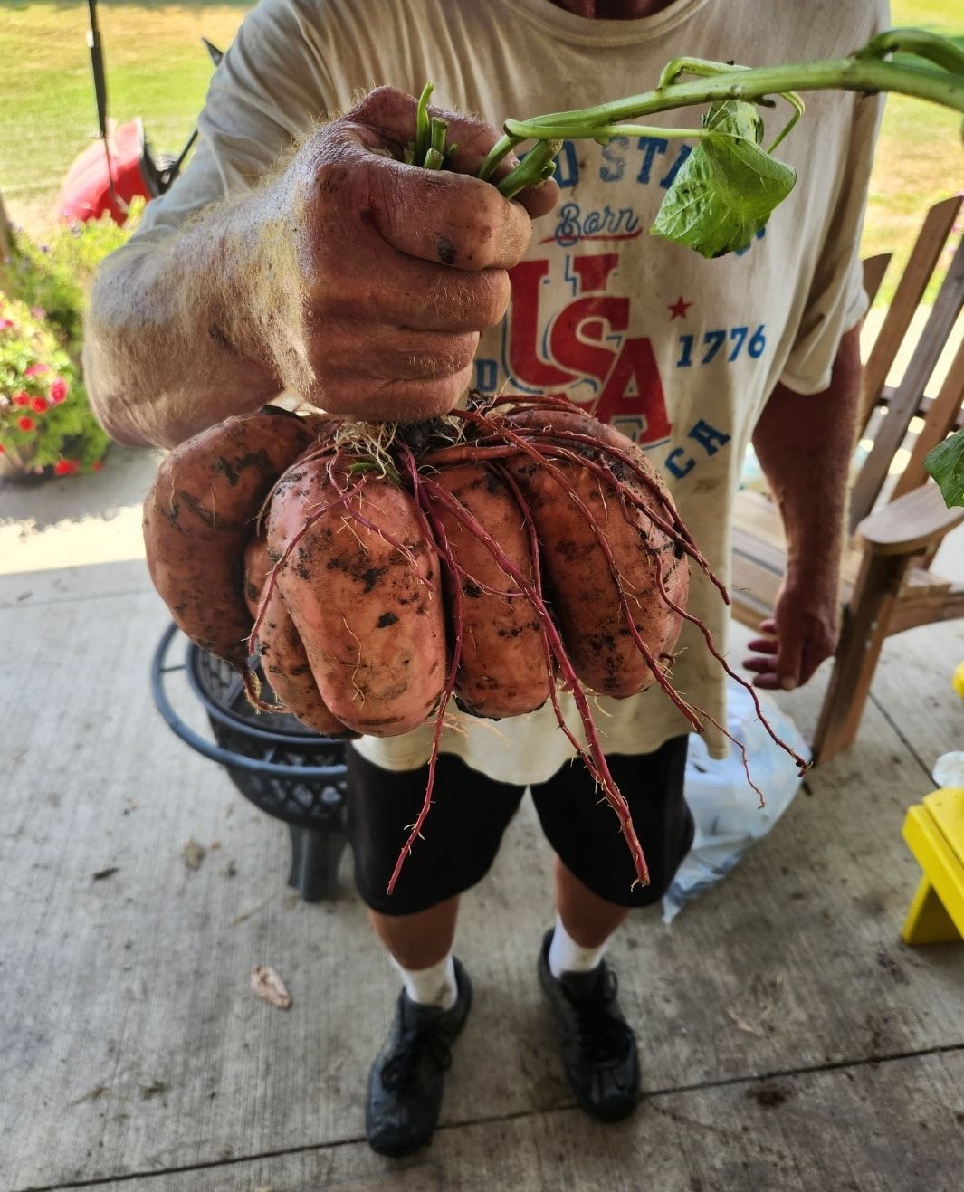 Man holding a large, oddly shaped sweet potato with many roots. He is outdoors wearing shorts and a t-shirt.