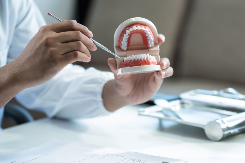 Dentist holding a dental model, demonstrating teeth with an instrument.
