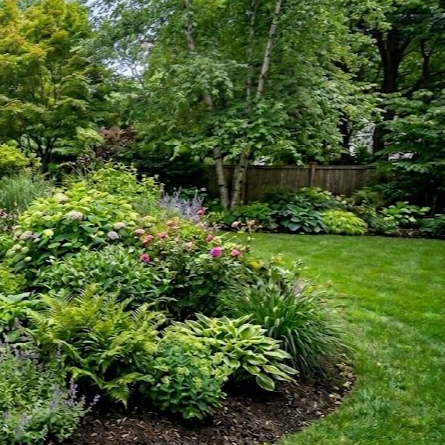 Lush garden with a green lawn, diverse shrubs, flowering hydrangeas, and tall trees against a wooden fence.