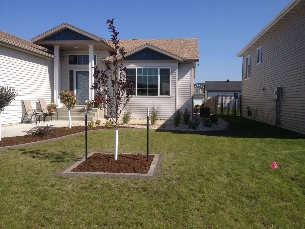 A gray house with a small tree in front, framed by wood and mulch, on a sunny day.