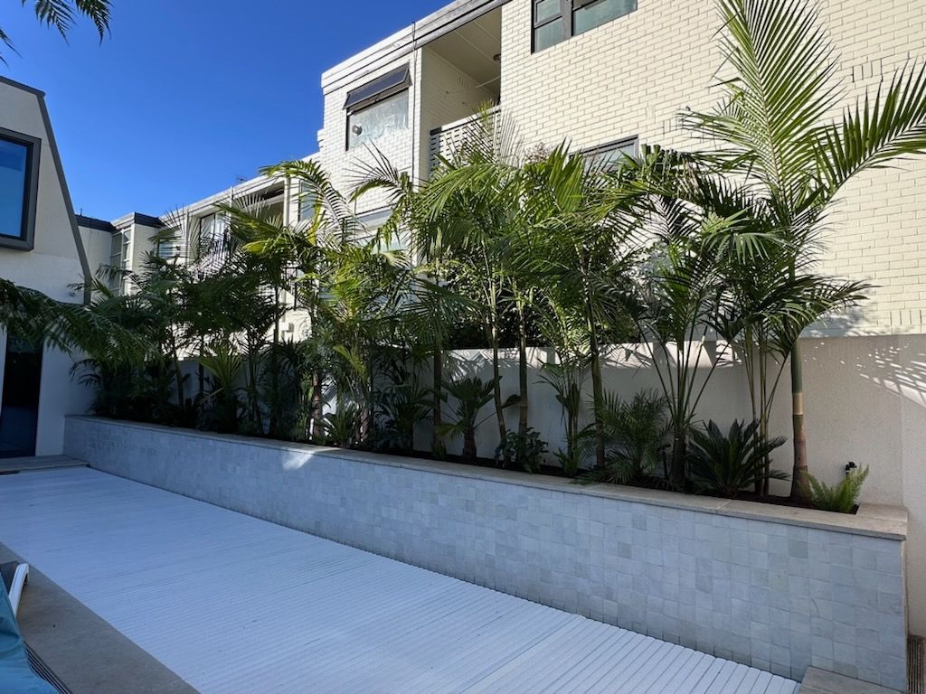 A row of palm trees planted along a white wall in front of a modern white building on a sunny day.