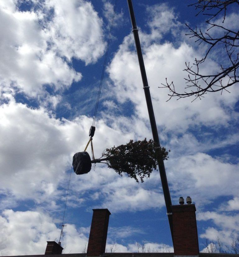 A palm tree is being lifted into the air by a crane