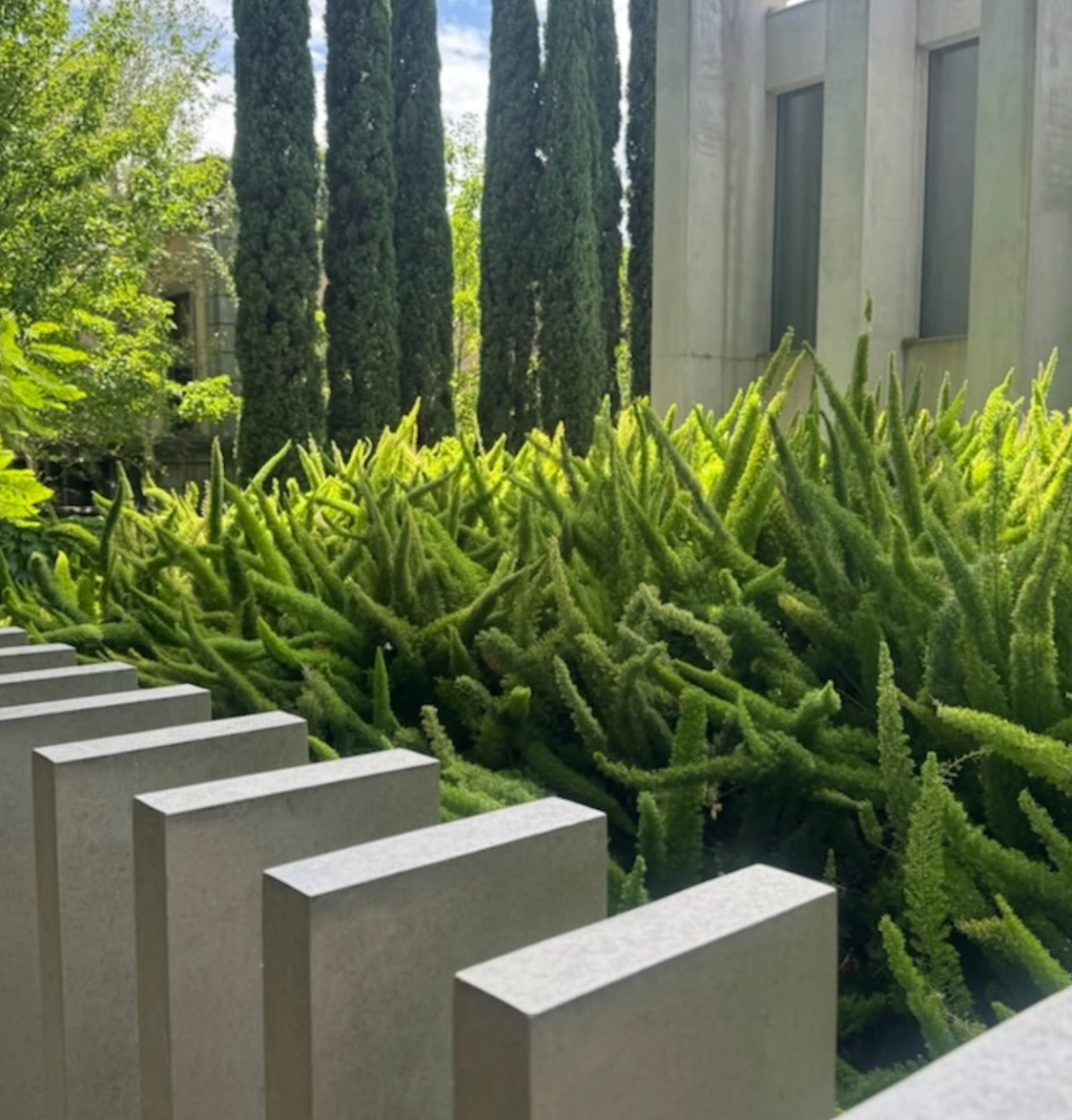 Row of green foxtail ferns behind a concrete wall, with tall green trees and a building in the background.