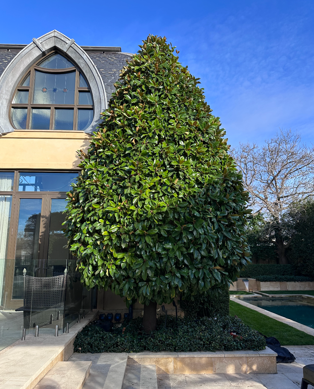 Tall cone-shaped evergreen beside a building with arched windows under a blue sky