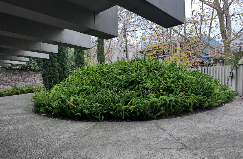 Dense green shrub in a landscaped concrete courtyard beside a building and fence