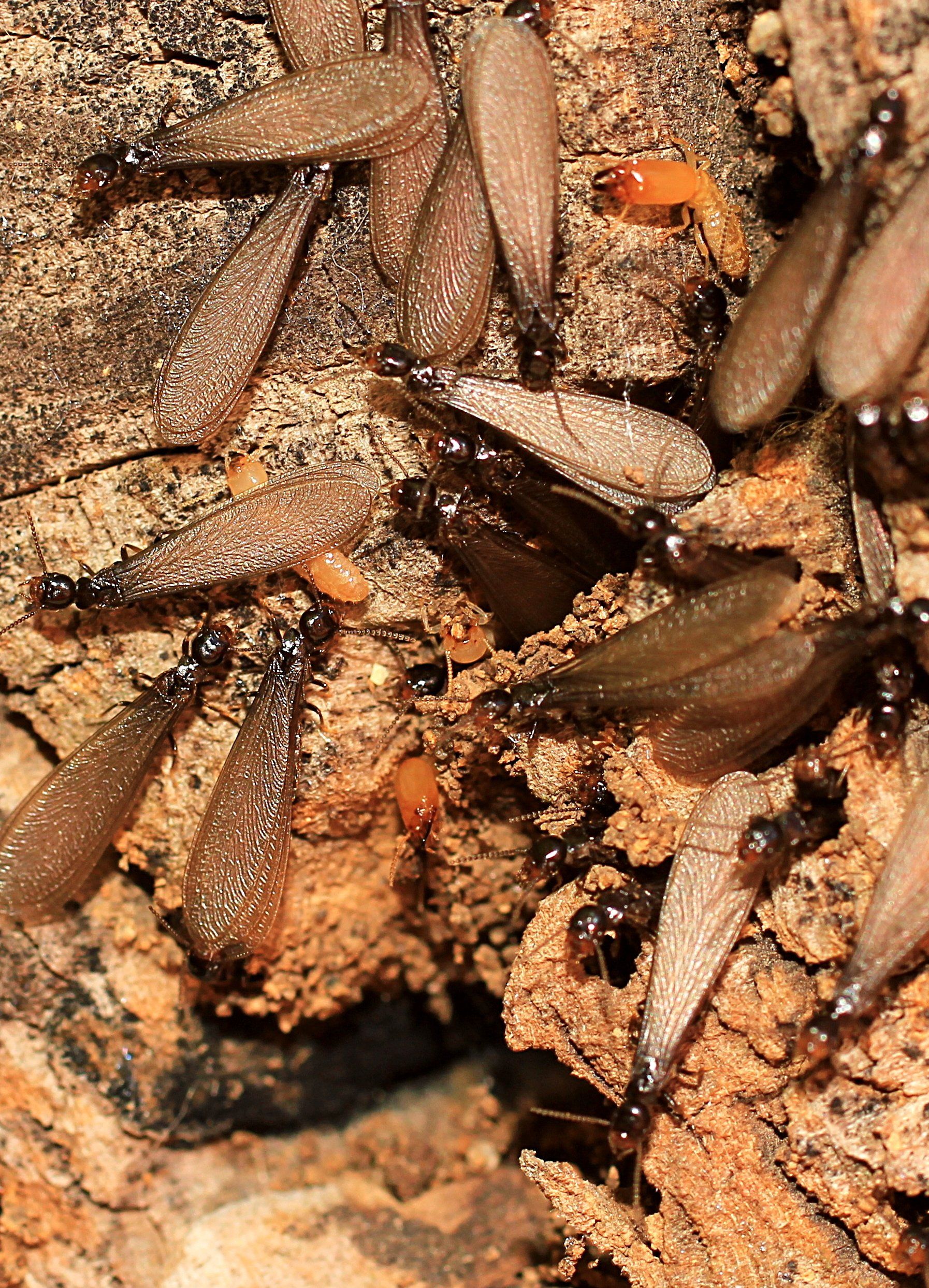 Termites with wings on wood; some are orange and brown.