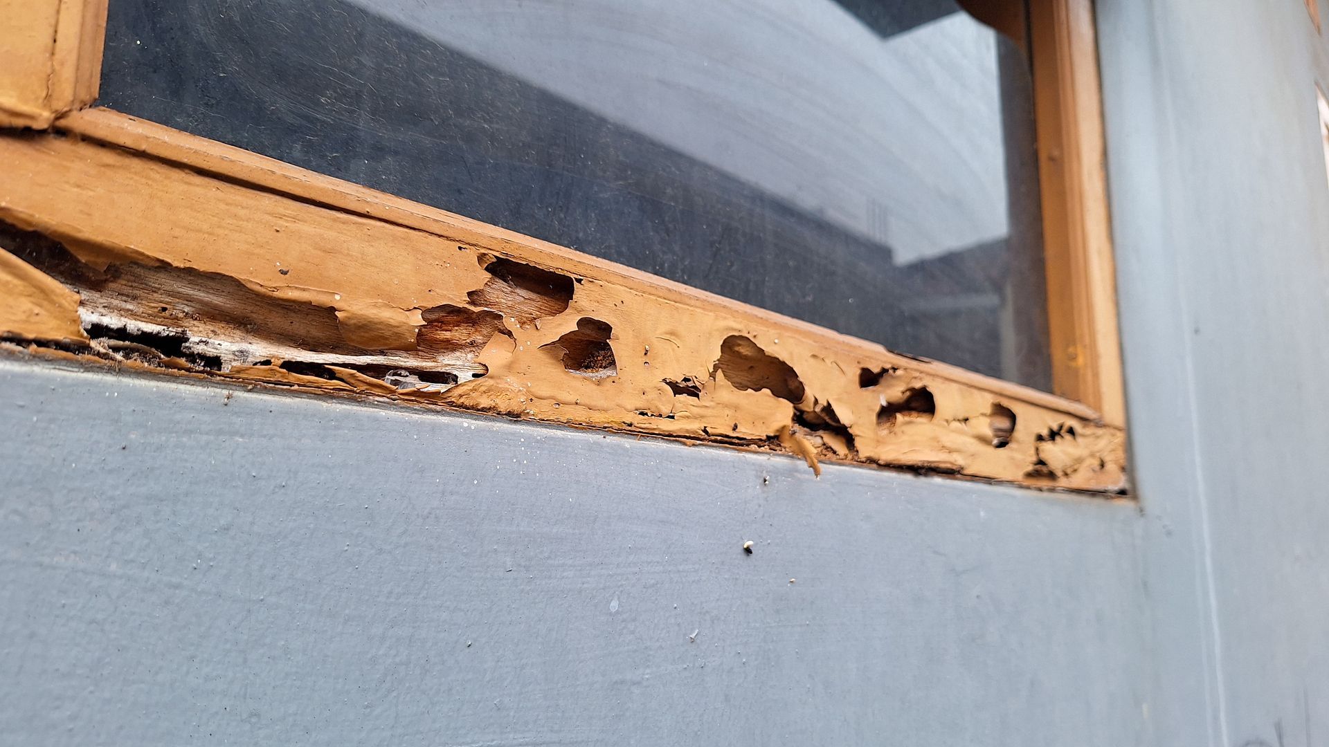 Termites damage parts of the house including the wood on the windows