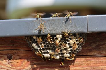 Bee Hive — Bloomington, IN — Kelley's Termite & Pest Control