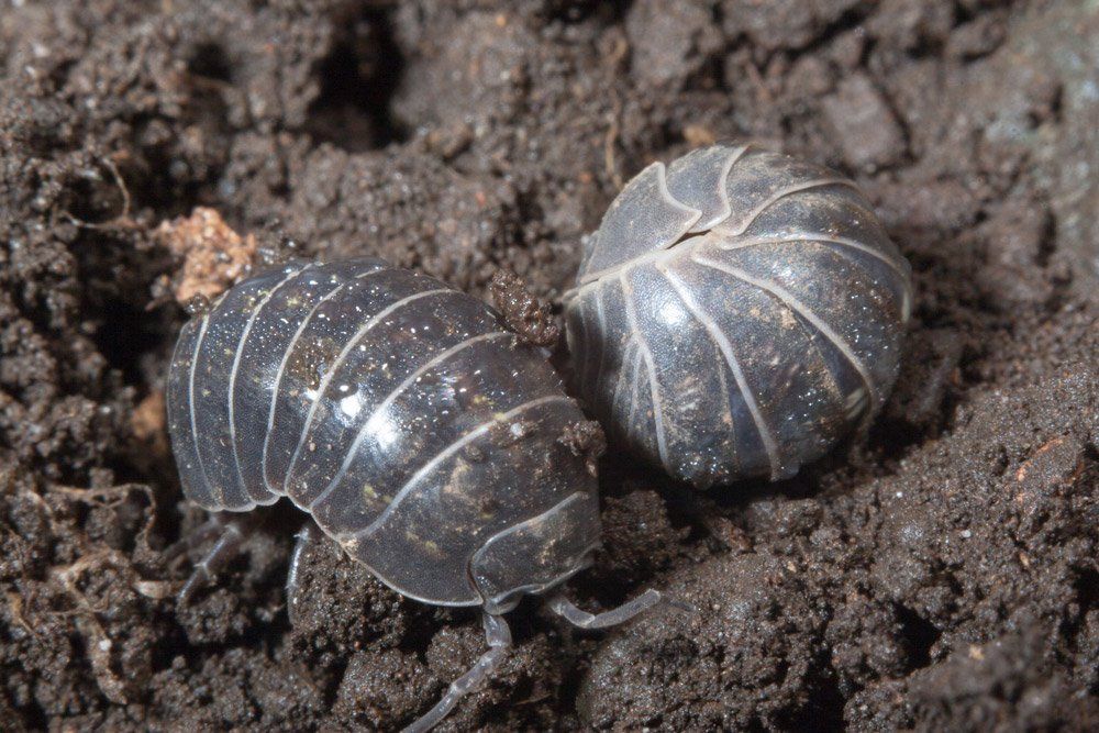 Sow Bugs — Bloomington, IN — Kelley's Termite & Pest Control