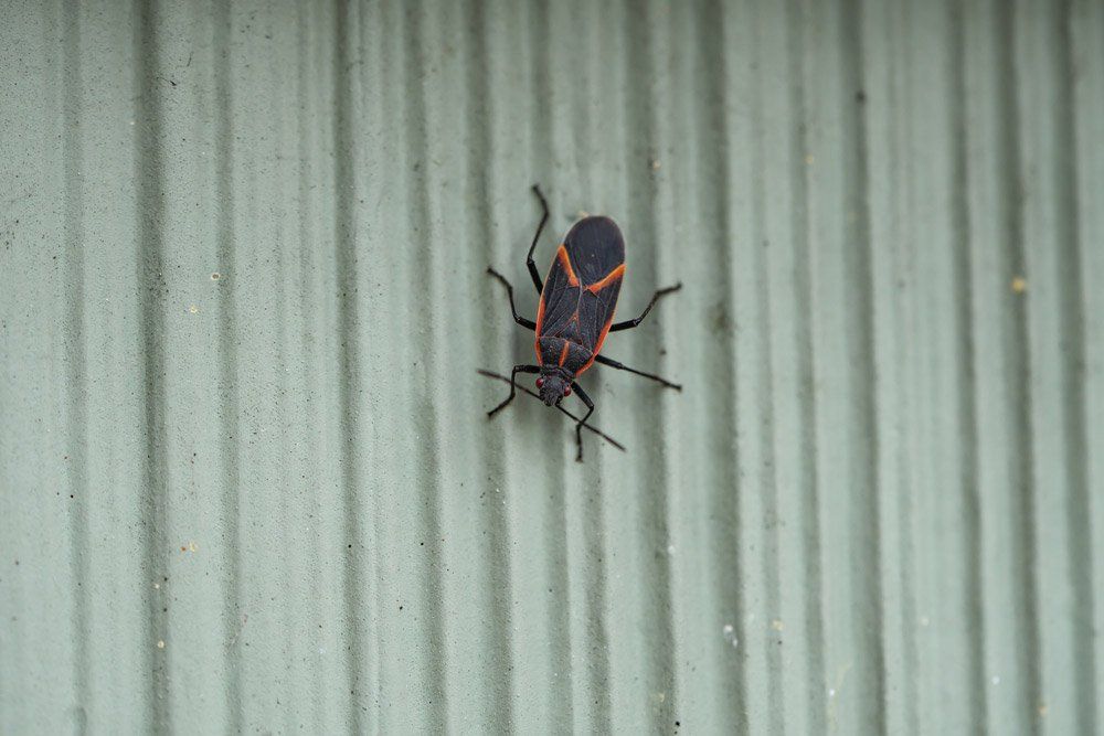 Boxelder Bug on Wall — Bloomington, IN — Kelley's Termite & Pest Control