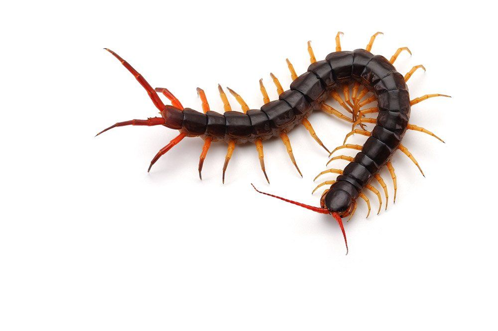 Centipede — Bloomington, IN — Kelley's Termite & Pest Control