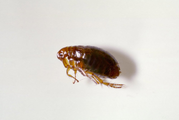 Flea— Bloomington, IN — Kelley's Termite & Pest Control