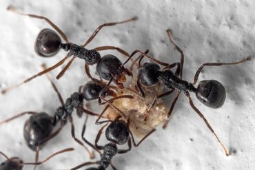 Ants Eating Food — Bloomington, IN — Kelley's Termite & Pest Control