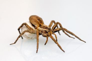 Spider — Bloomington, IN — Kelley's Termite & Pest Control