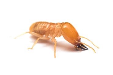 Termite — Bloomington, IN — Kelley's Termite & Pest Control