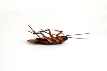 Dead Cockroach — Bloomington, IN — Kelley's Termite & Pest Control