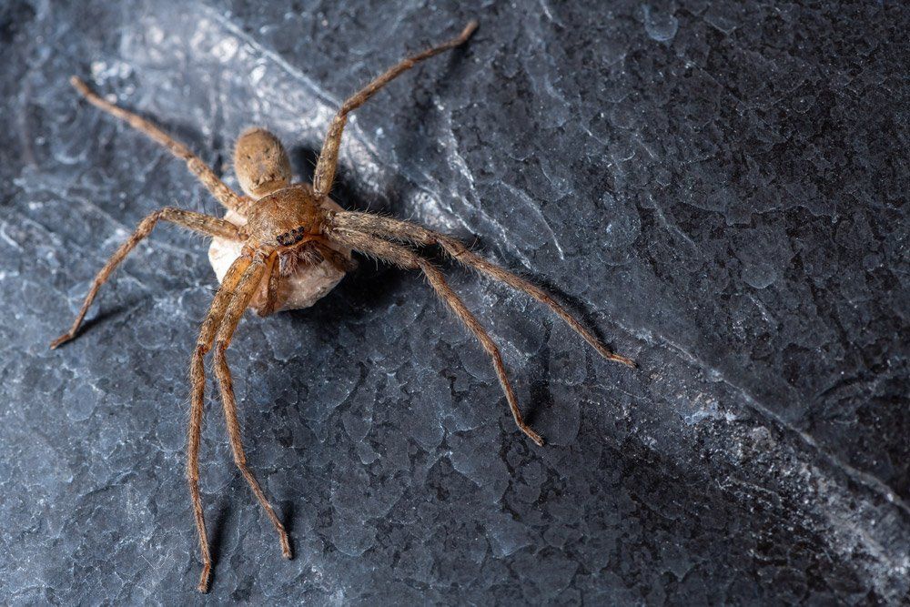 Brown Spider — Bloomington, IN — Kelley's Termite & Pest Control