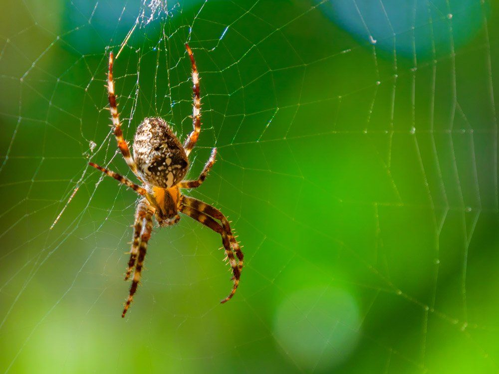 Spider on Web — Bloomington, IN — Kelley's Termite & Pest Control