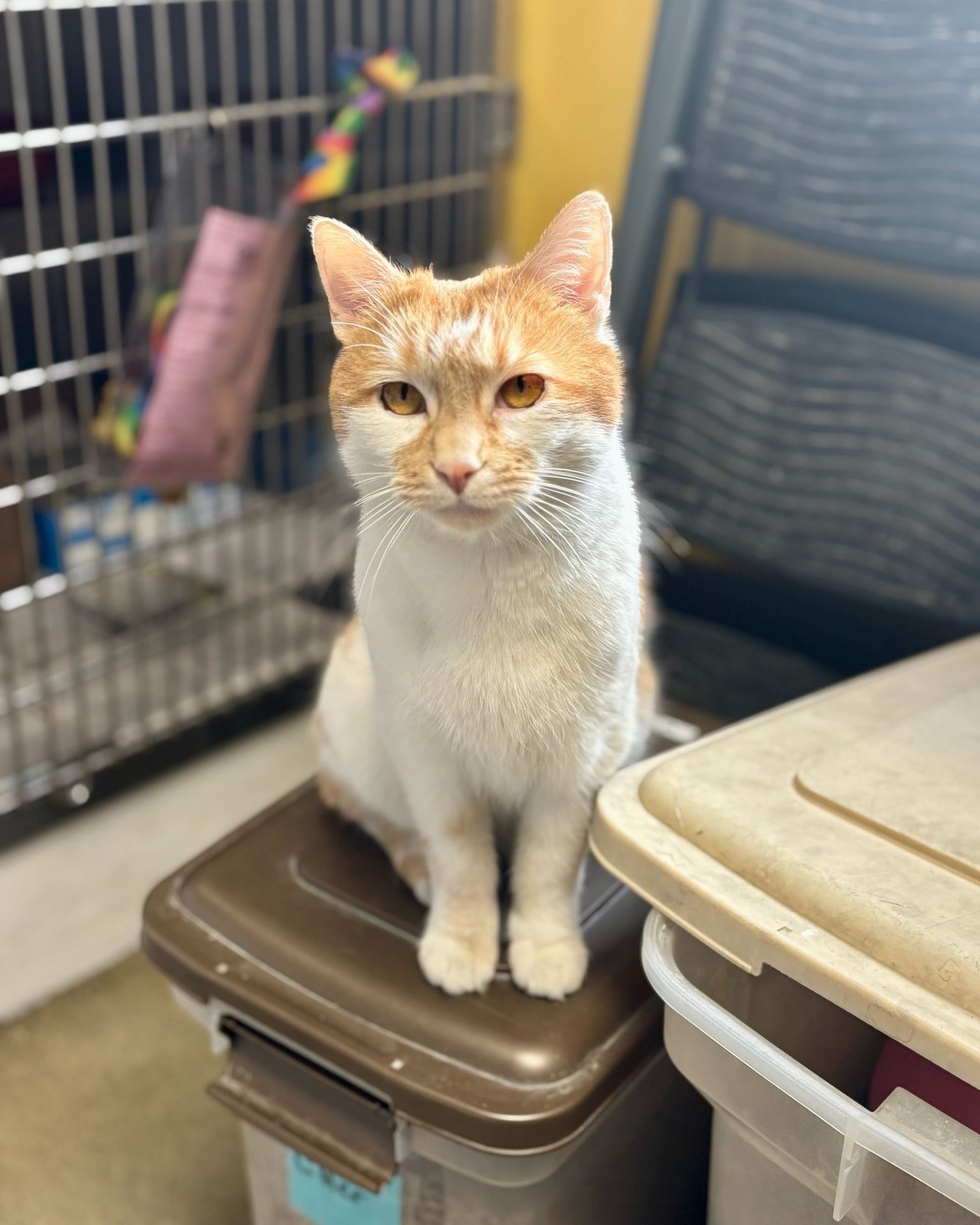 A ginger and white cat sits attentively on a brown plastic storage bin in a room with a metal wire crate in the back.