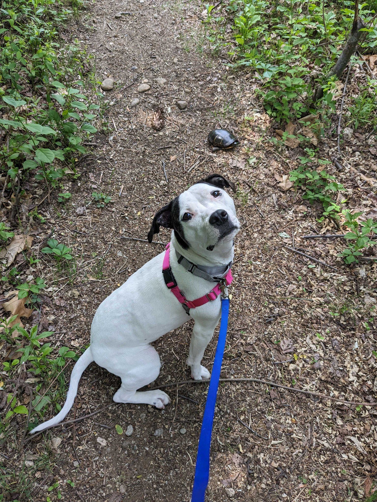 A white dog with black spots and ears sitting on a wooded path, wearing a pink harness and a blue leash.