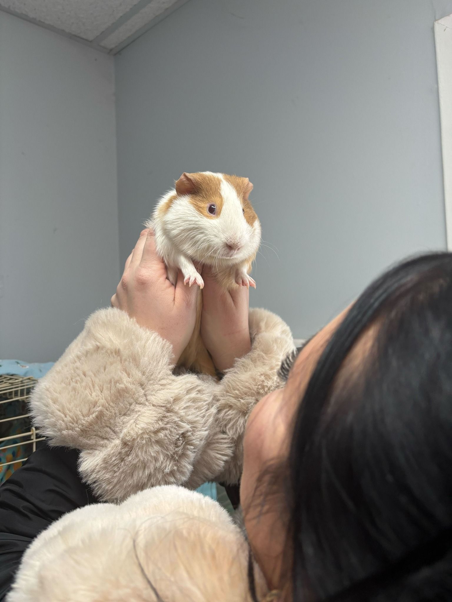 A person wearing a fuzzy tan jacket holds a white and tan guinea pig up toward their face in an indoor setting.