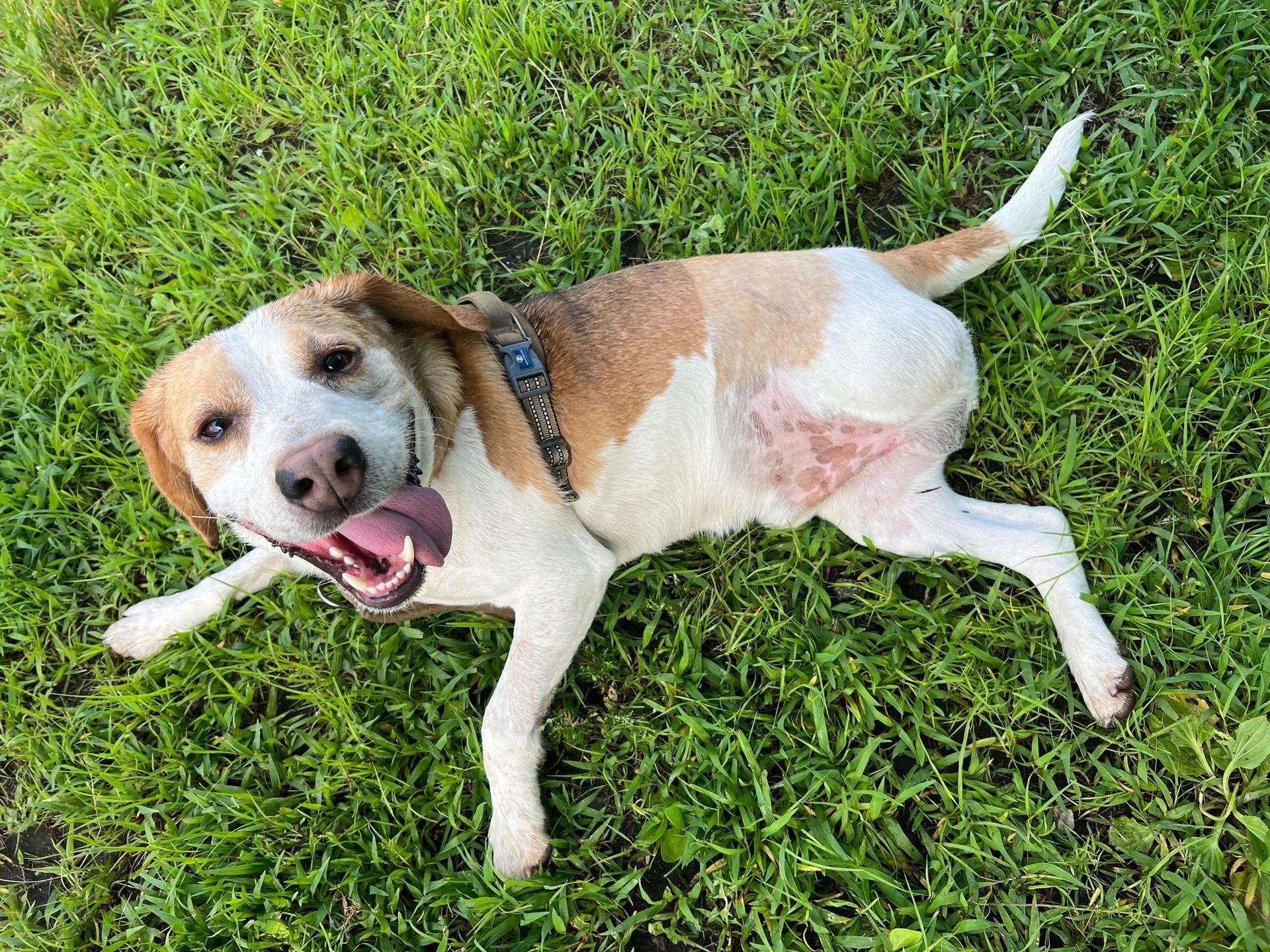 A happy, light brown and white dog with its mouth open, lying on its side in bright green grass.