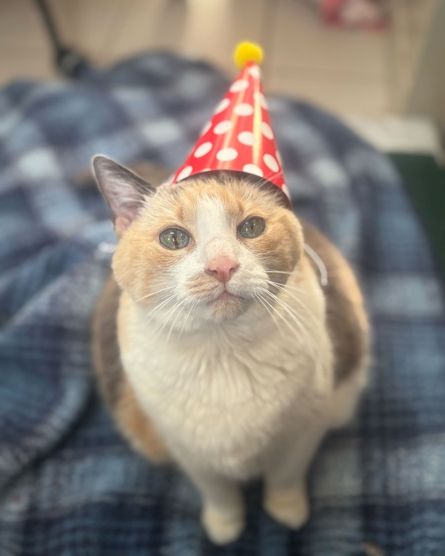 A calico cat wearing a red and white polka-dot party hat, sitting on a blue plaid blanket and looking up.