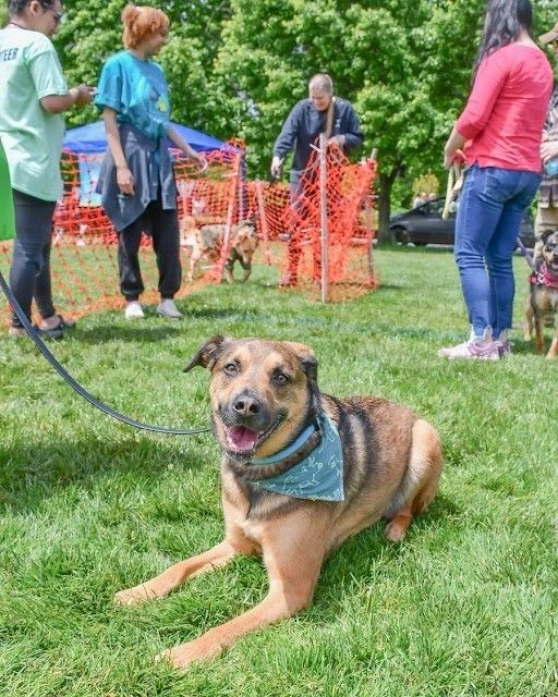 A brown dog with a blue bandana sits on the grass at an outdoor event, with people standing in the background.