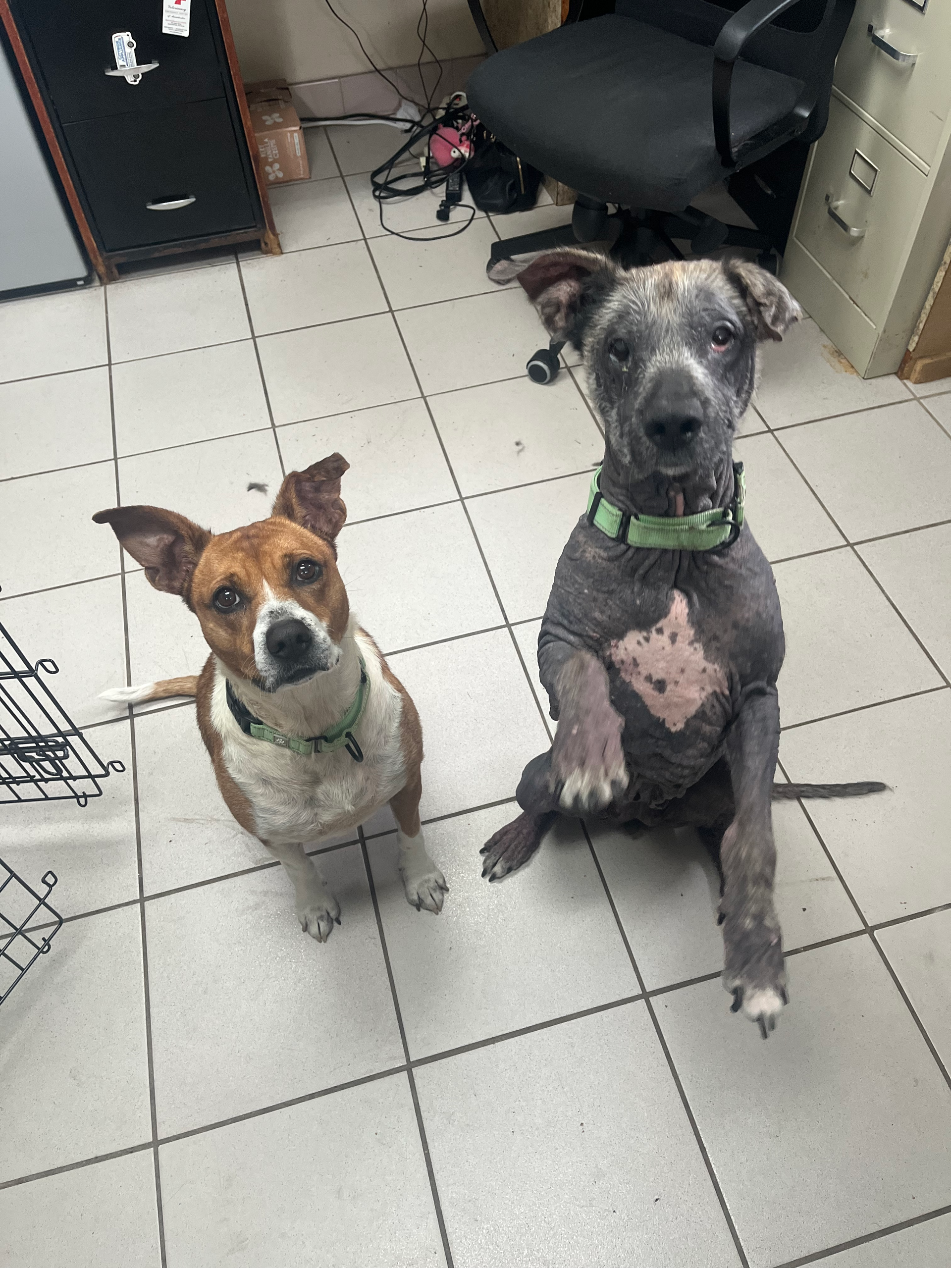 Two dogs with green collars sit on a tiled floor; one is brown and white, and the other is grey with a patchy coat.