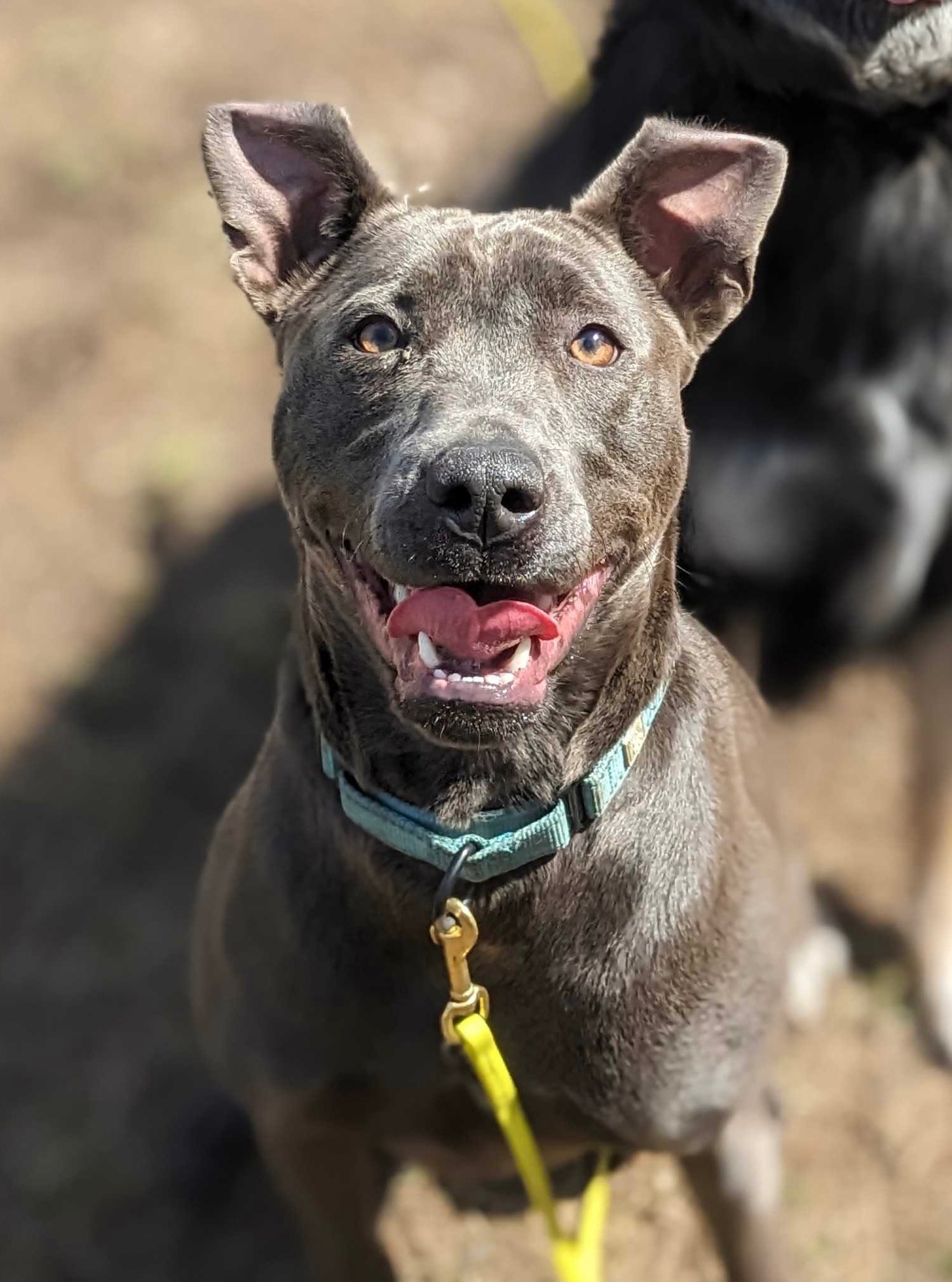 A happy, gray-brindled dog with pointy ears looking at the camera while wearing a light blue collar and yellow leash.