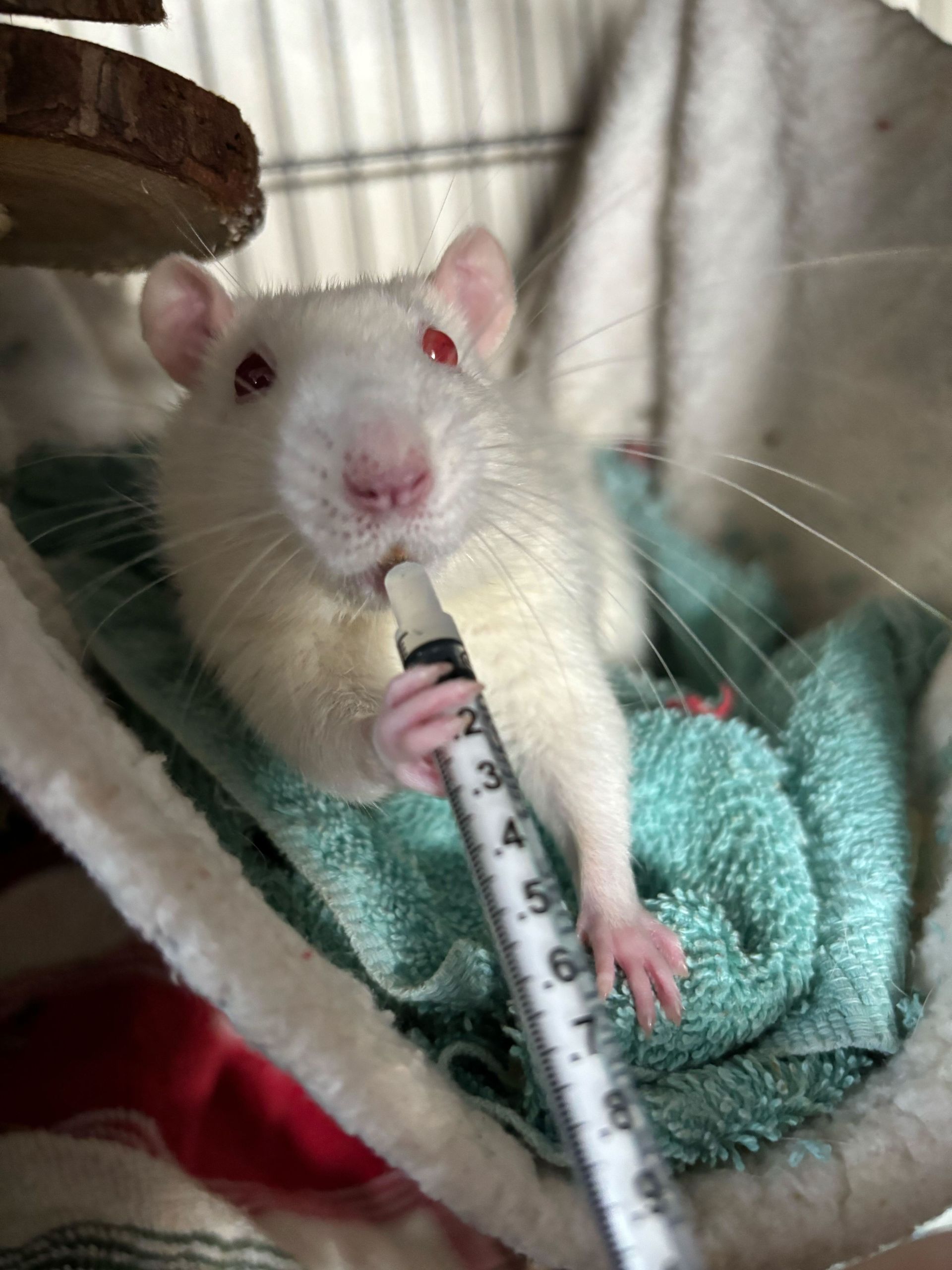 A white rat with pink eyes holds a syringe to its mouth while resting in a fabric hammock.