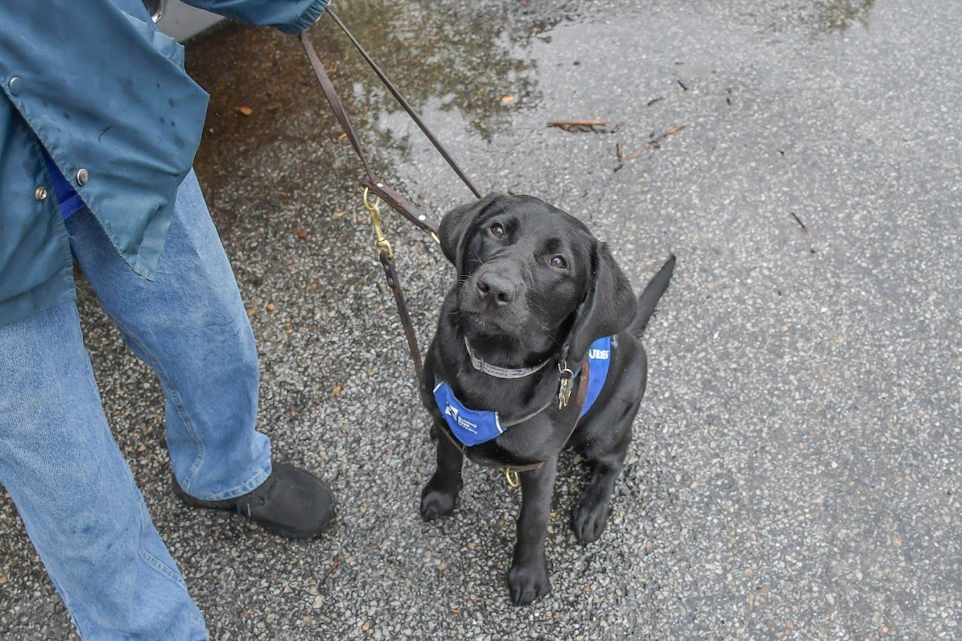 A black Labrador puppy wearing a blue service harness looks up at its handler while sitting on an asphalt surface.