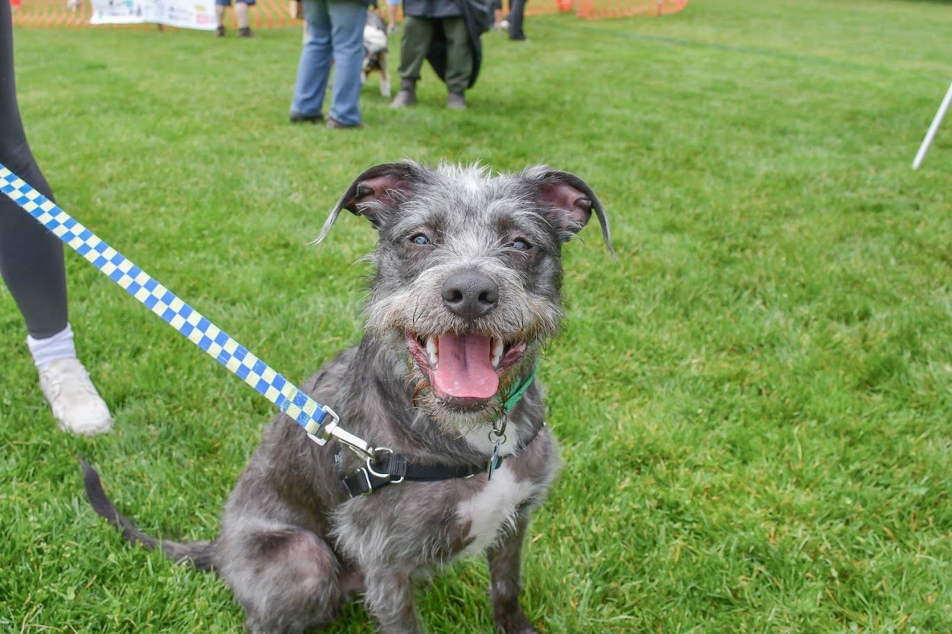 A happy, grey and white scruffy dog on a blue checkered leash sits on a grassy field with people in the background.