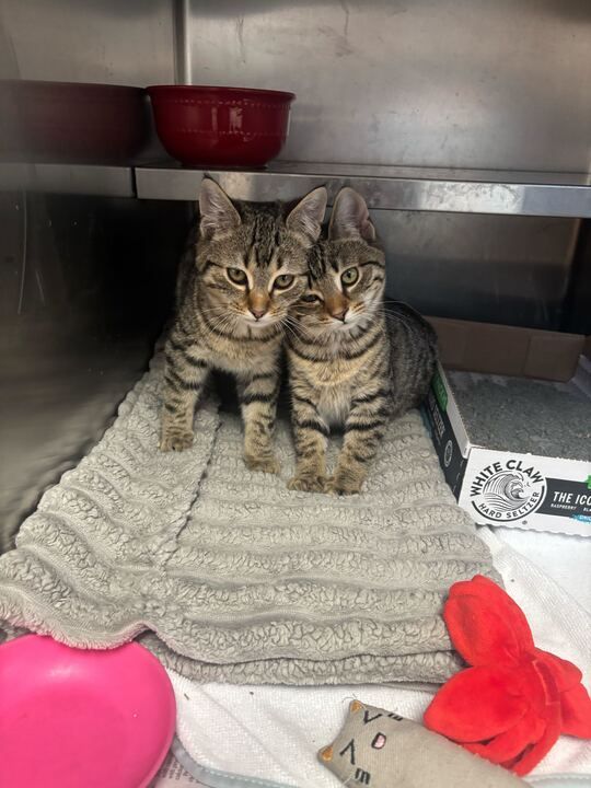 Two brown tabby kittens huddle together on a gray towel inside a kennel, next to a bowl and a toy.