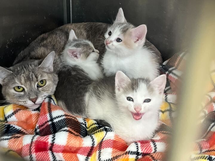 A mother cat rests on a plaid blanket with her two kittens, one of which has its mouth open as if meowing.