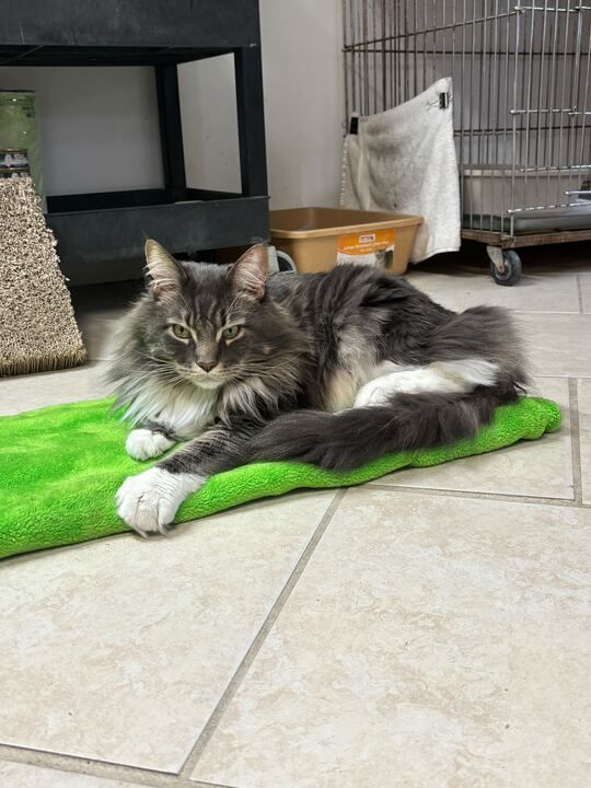 A long-haired grey and white tabby cat with green eyes rests on a lime-green mat on a tiled floor.