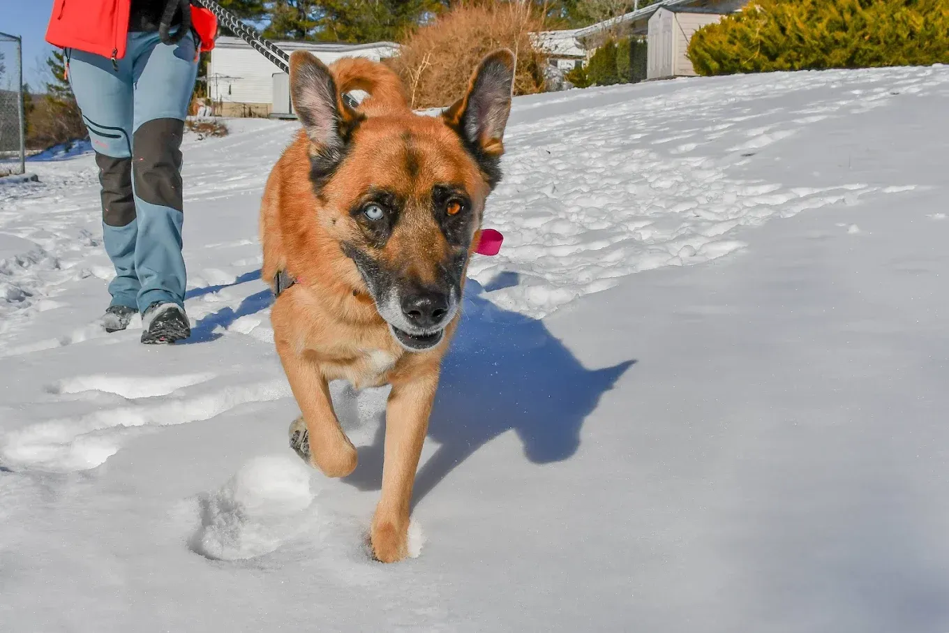 A tan, short-haired dog with mismatched eyes walks through deep snow alongside a person in a red jacket.