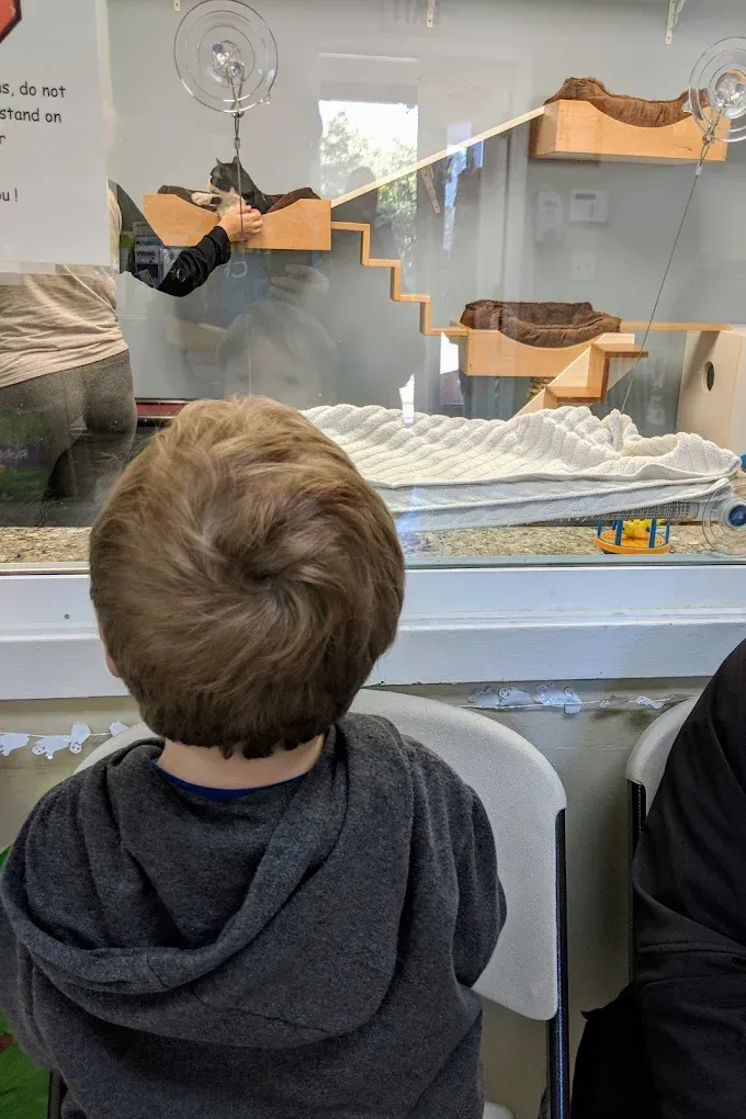 A person looks through a glass enclosure at a squirrel sitting on a wooden platform inside a display.
