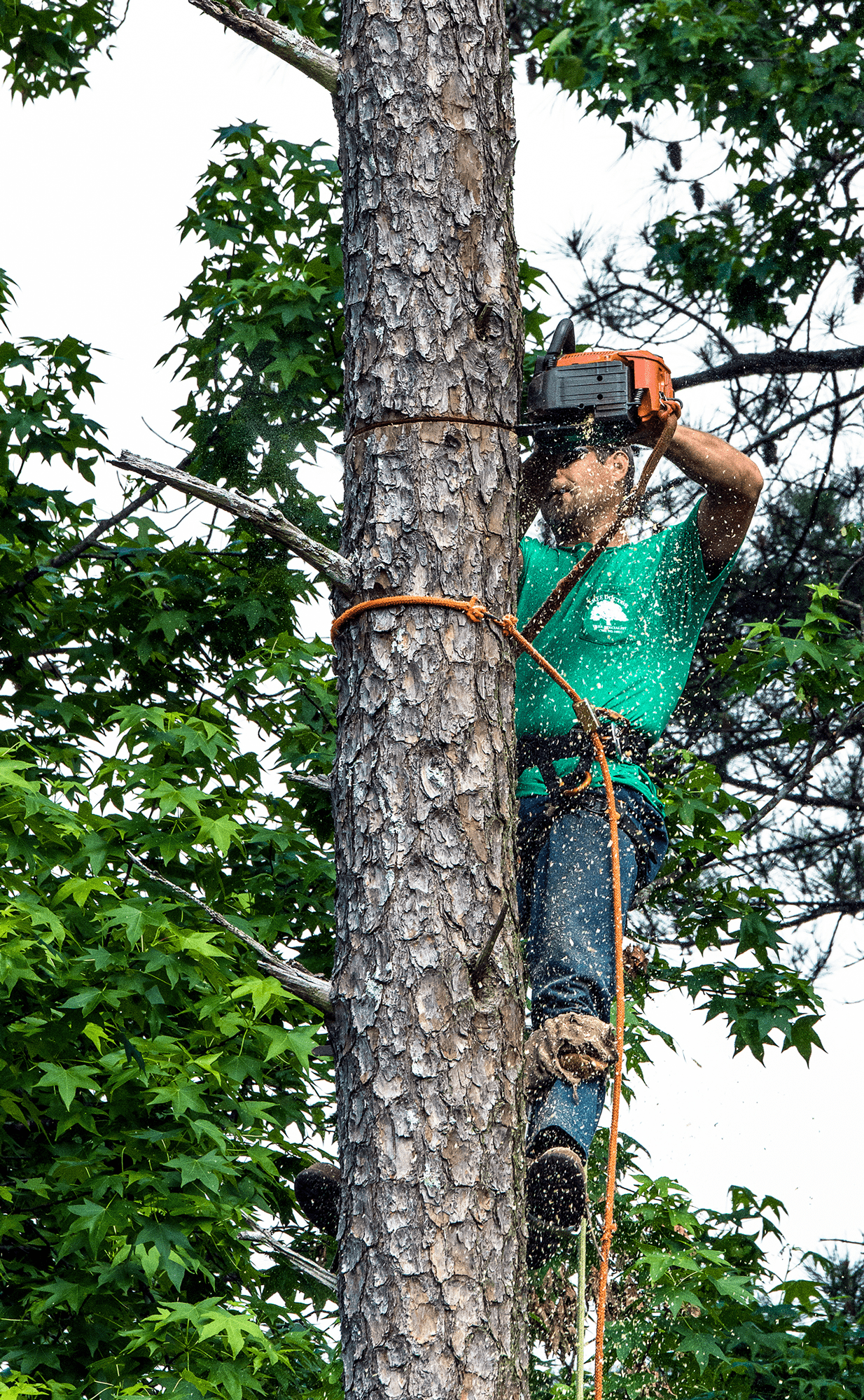 tree-pruning-services-augusta