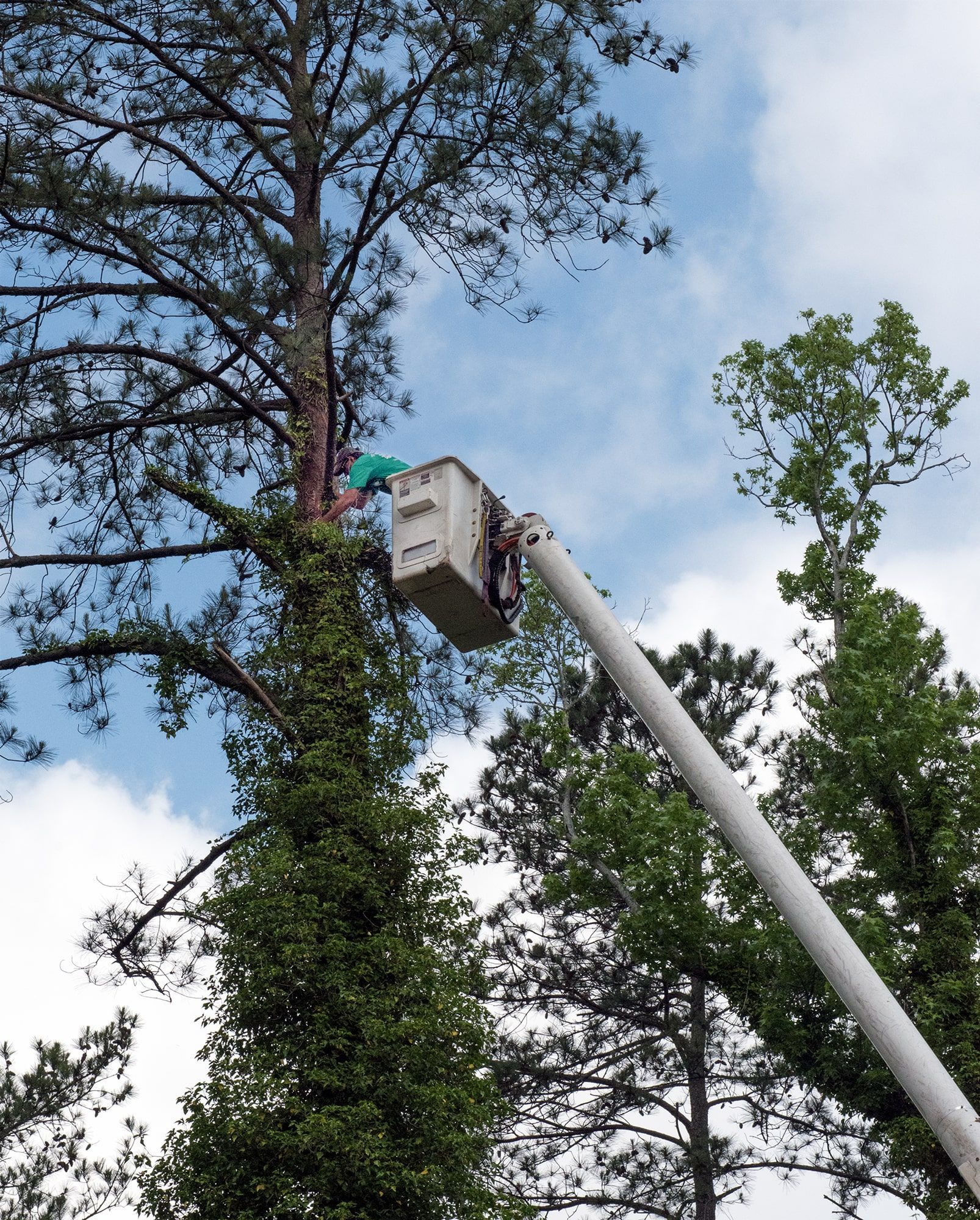 A man in a bucket is cutting a tree