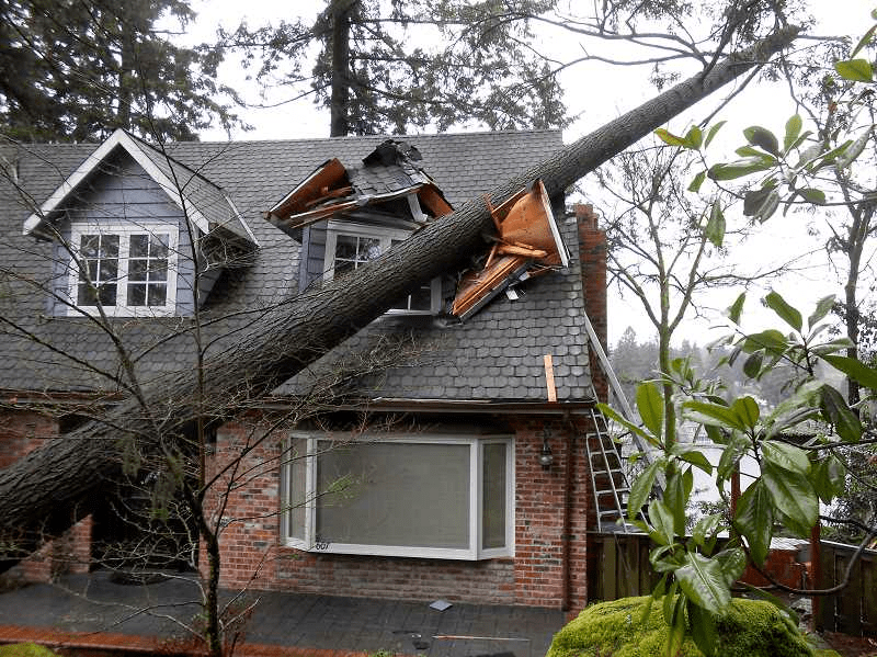 a tree has fallen on the roof of a house
