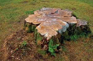 A large tree stump is sitting in the middle of a grassy field.