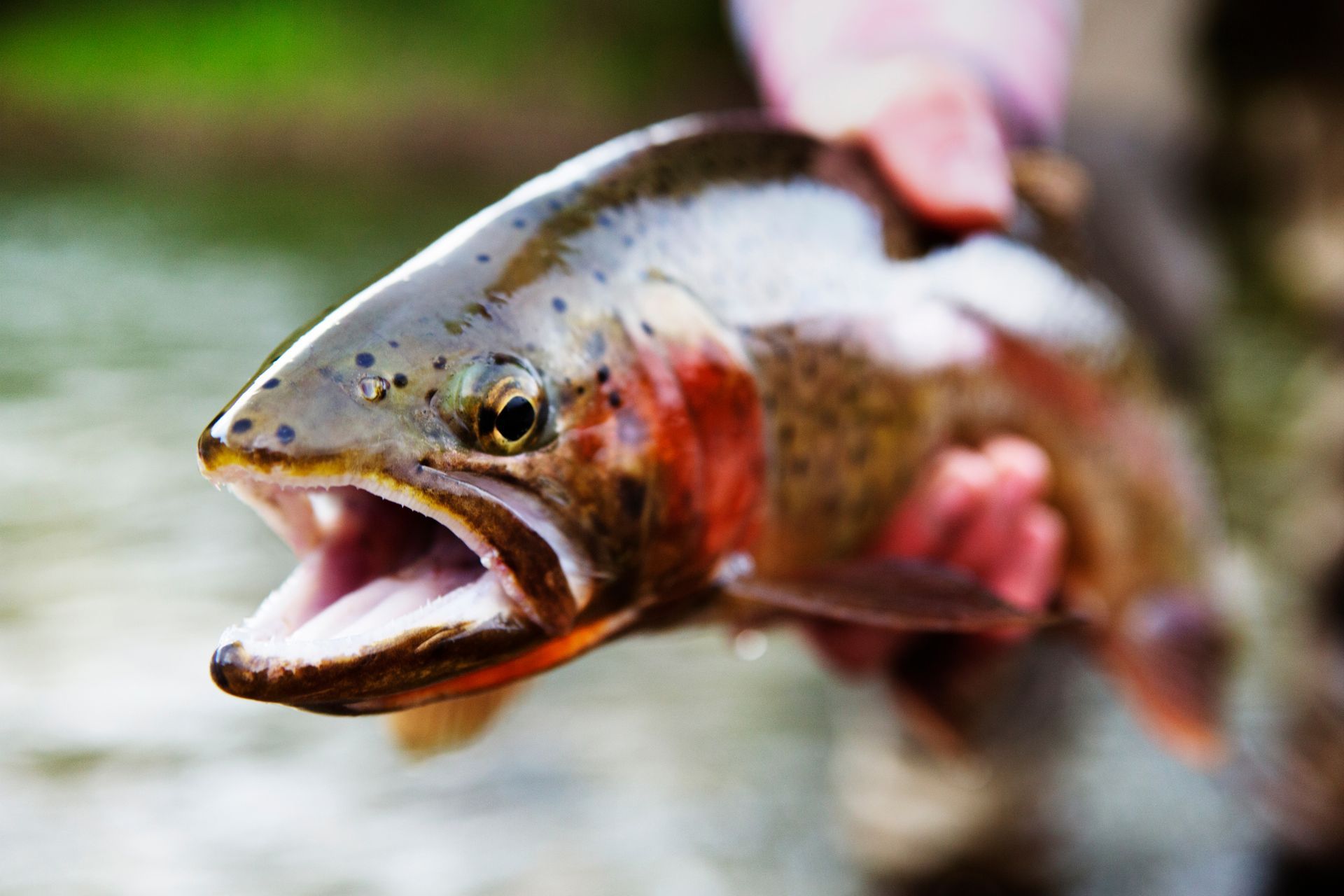 A close up of a rainbow trout with its mouth open.