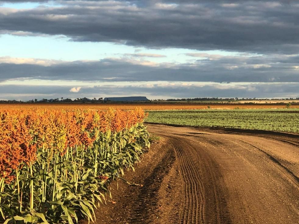 Dirt Road Going Through a Field of Sunflowers — MFM Soil Solutions in Cairns, QLD