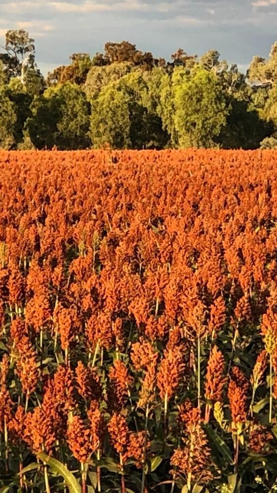 Field of Flowers With Trees — MFM Soil Solutions in Cairns, QLD