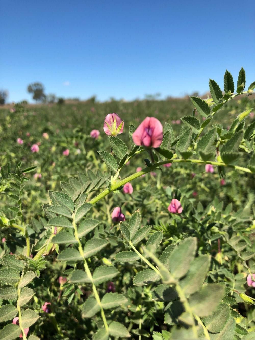 Close Up of a Plant With Pink Flowers in a Field — MFM Soil Solutions in Townsville, QLD