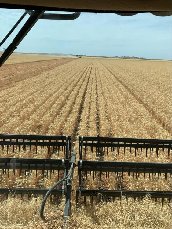 View of a Wheat Field From Inside a Combine Harvester — MFM Soil Solutions in Cairns, QLD