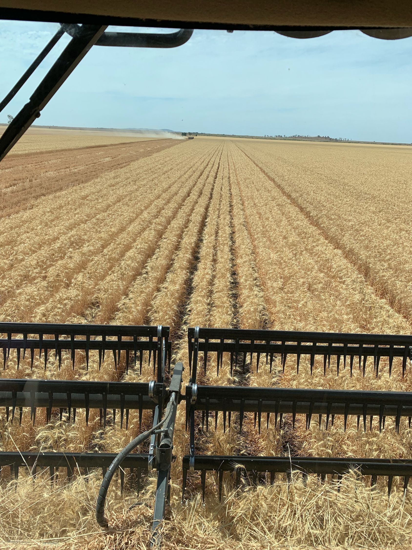 Field of Grass With a Sunset — MFM Soil Solutions in Ball Bay, QLD