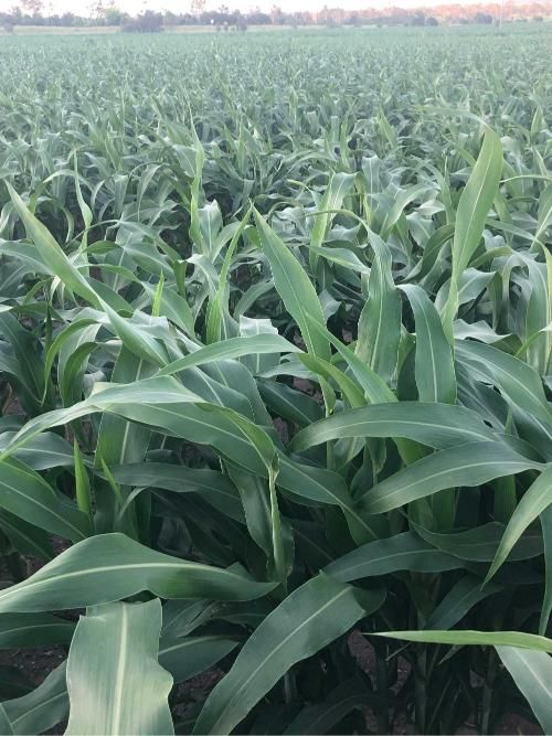 Field of Corn Plants With Lots of Green Leaves — MFM Soil Solutions in Cairns, QLD
