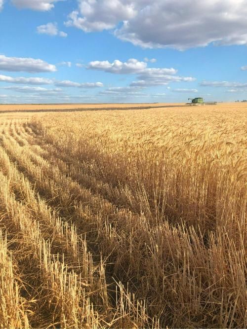 Field of Wheat With a Blue Sky and Clouds — MFM Soil Solutions in Ball Bay, QLD